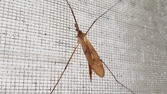 Tipula ultima