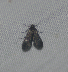 Elophila tinealis