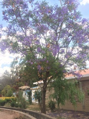 Jacaranda mimosifolia