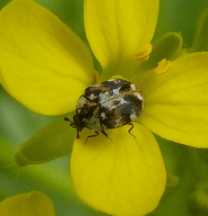 Anthrenus picturatus