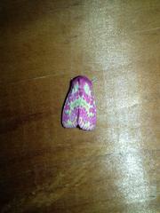 Psectrotarsia euposis