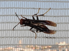 Polistes lanio