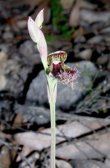 Calochilus uliginosus