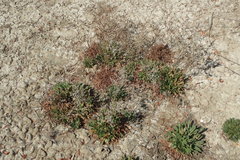 Limonium ramosissimum