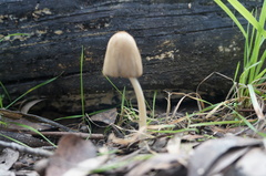 Coprinellus truncorum