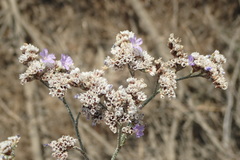 Limonium ramosissimum