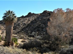 Populus fremontii fremontii
