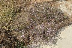 Limonium duriusculum