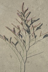 Limonium duriusculum