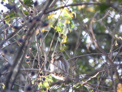 Glaucidium sanchezi
