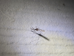 Anopheles franciscanus