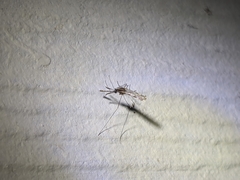 Anopheles franciscanus