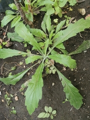 Erigeron bonariensis
