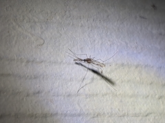Anopheles franciscanus