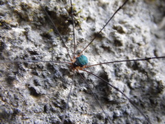 Leiobunum viridorsum