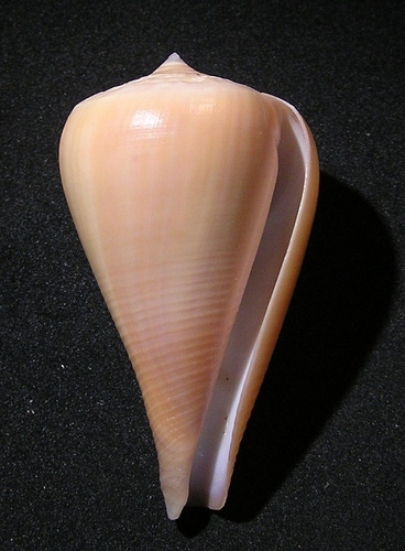Pear-shaped Cone