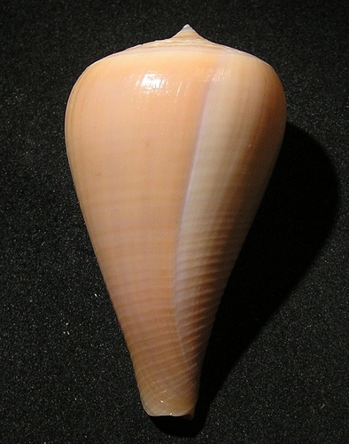 Pear-shaped Cone