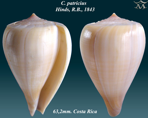 Pear-shaped Cone