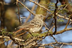 Histurgops ruficauda