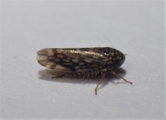 Xestocephalus superbus