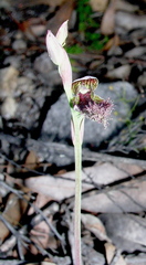 Calochilus uliginosus