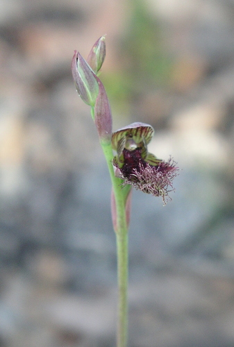 Image of Calochilus uliginosus by (c) desertnaturalist, some rights reserved (CC BY)