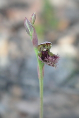 Calochilus uliginosus