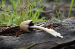 Coprinellus truncorum