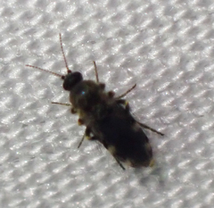 Forcipomyia macswaini