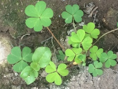Oxalis