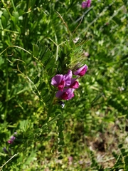 Vicia sativa