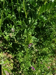 Vicia sativa