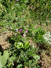 Vicia sativa