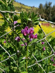 Vicia sativa