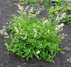 Koenigia panjutinii
