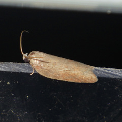 Acleris sparsana