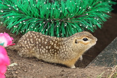 Spermophilus suslicus