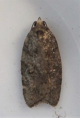Acleris variana