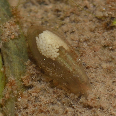 Eulimnadia diversa