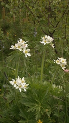 Anemonastrum fasciculatum