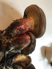 Xerocomellus zelleri