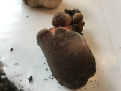 Xerocomellus zelleri