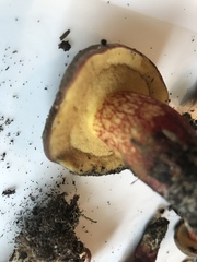 Xerocomellus zelleri