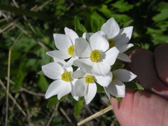 Anemonastrum fasciculatum