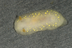 Cadlina modesta