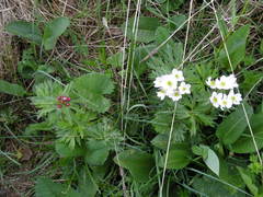 Anemonastrum fasciculatum