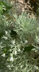 Artemisia schmidtiana