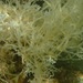 Spaghetti Bryozoan - Photo (c) Alex Bairstow, some rights reserved (CC BY-NC), uploaded by Alex Bairstow