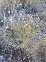 Genista umbellata