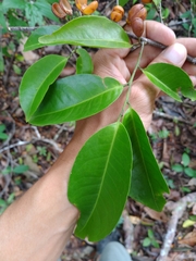 Maytenus guyanensis